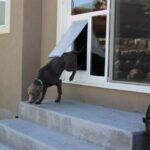 Pet Door for Sliding Door: How to Install It