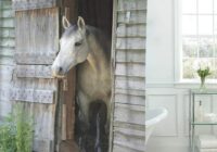 CYNLON Gray Horses Beautiful Horse Rustic Barn Equine Flea Bitten