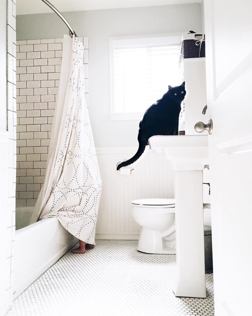 Such a pretty bathroom and cat 💕 apartmentshowcase Home decor