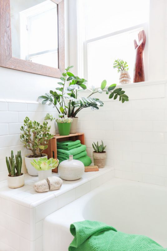 Important Bathroom Plant Tips To Help You Do It The Right Way