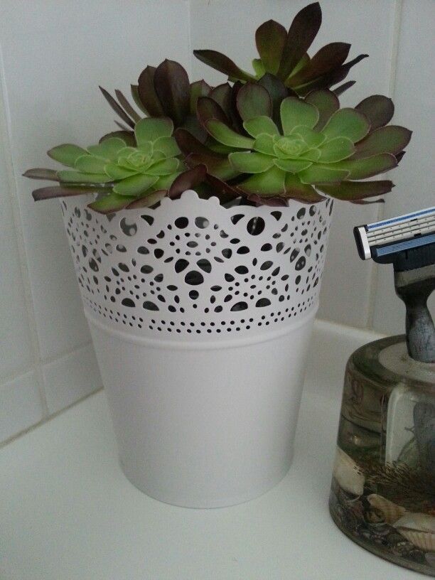 Succulent in the bathroom Planter pots, Succulents, Planters