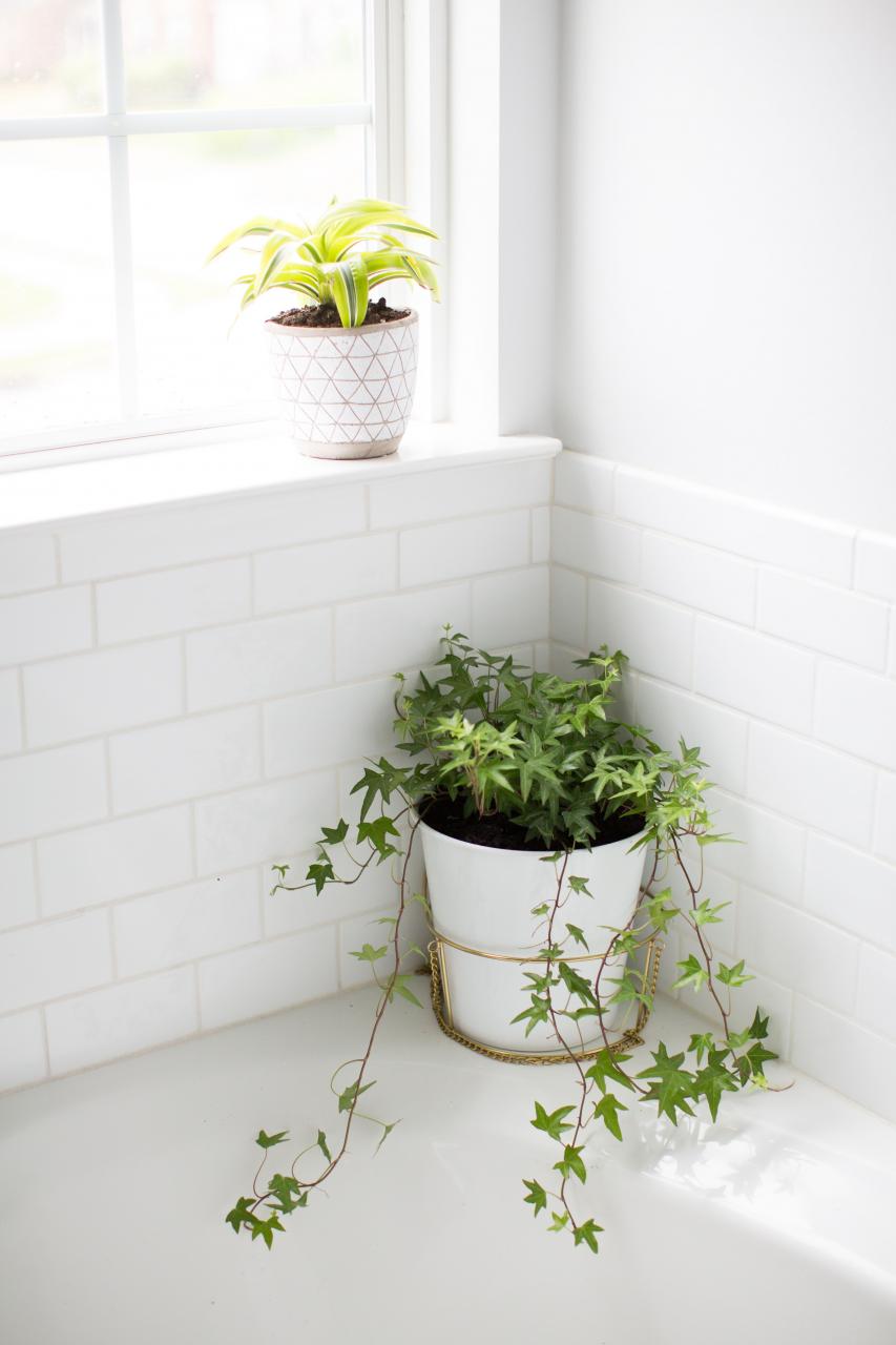 10 Best Plants for the Bathroom Best bathroom plants, Bathroom plants