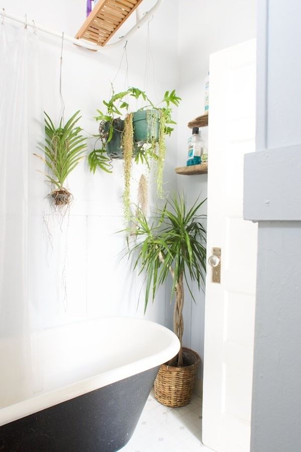 Best Plants That Suit Your Bathroom Fresh Decor Ideas