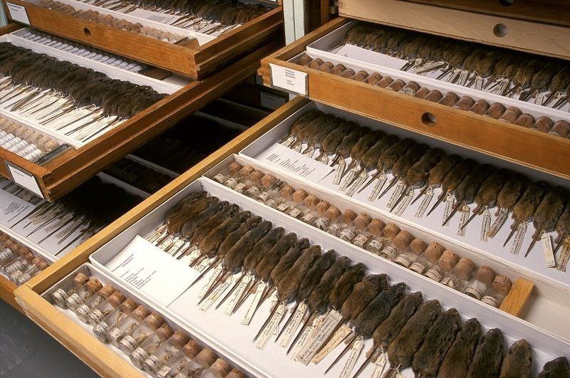 Smithsonian’s Secret Storage Room Has Thousands Of Drawers. What’s