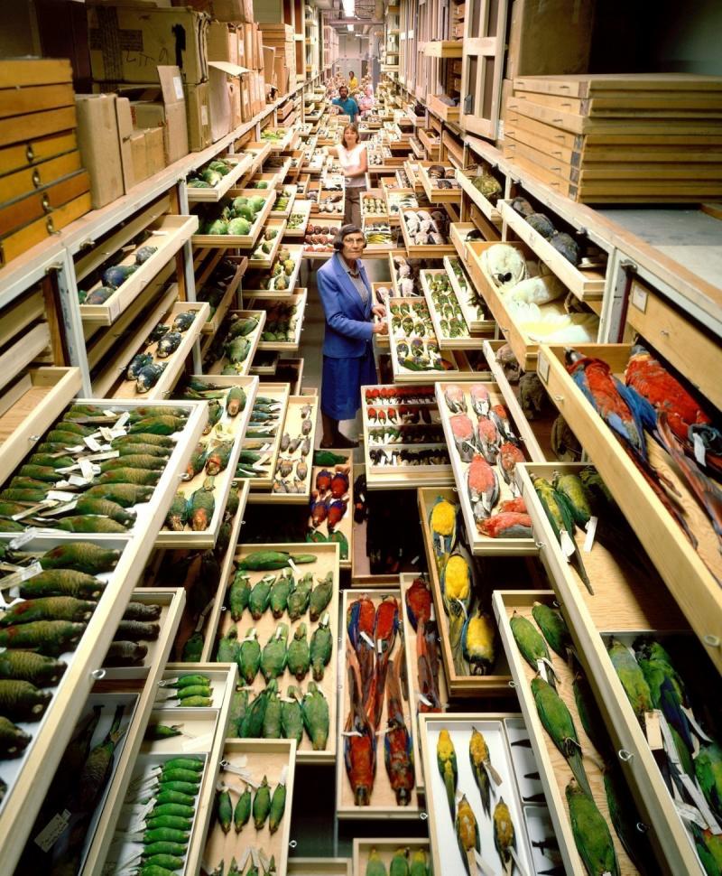 Smithsonian’s Secret Storage Room Has Thousands Of Drawers. What’s